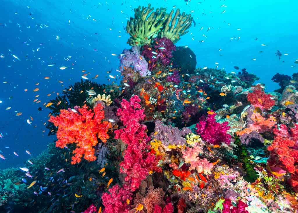 Fiji Scuba Diving in 2024 — Dive Adventures