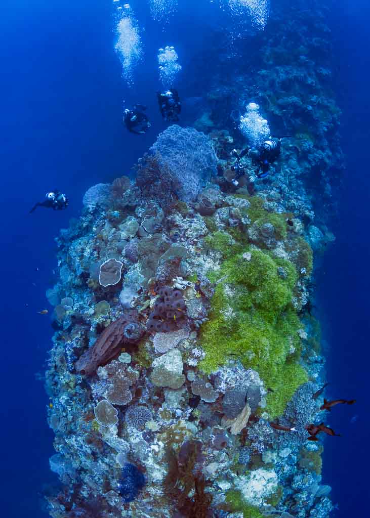 South Sulawesi - Wakatobi Scuba Diving — Dive Adventures