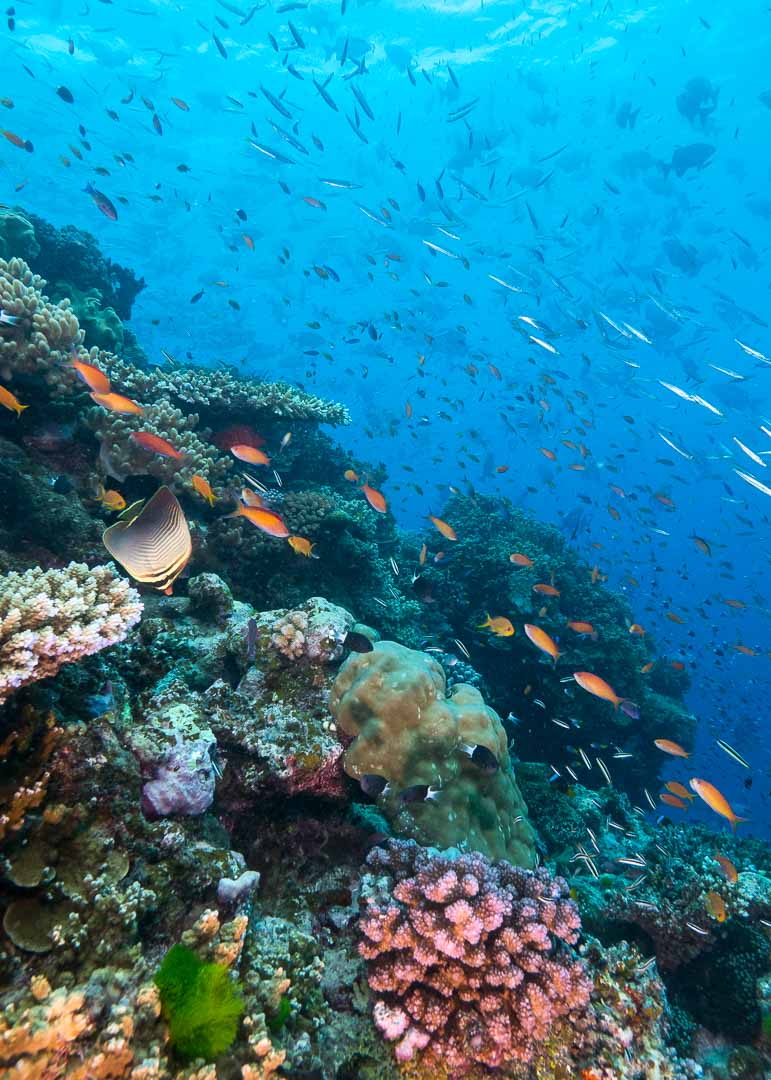 Coral Sea Dreaming — Dive Adventures