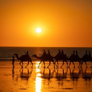 BROOME CABLE BEACH CAMEL