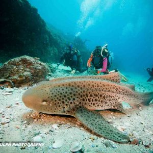 Australia - Queensland - Stradbroke Island - Manta Lodge & Dive Centre -_-85
