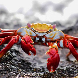 © Pixabay - Red Crab