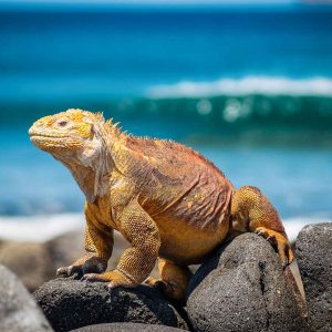 © Pixabay - Galapagos Iguana