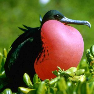 © Pixabay - Galapagos Frigate bird