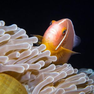 Fiji - Naia - anenome fish