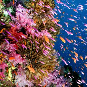 Fiji - Naia - © Cat-Holloway-coral-crinoids