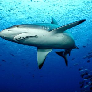 Fiji - Naia - © Cat-Holloway-grey-reef-shark