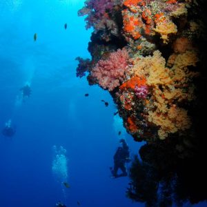 © Ra Divers Fiji,
