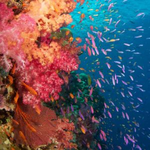 © Ra Divers Fiji - Andrew Simpson
