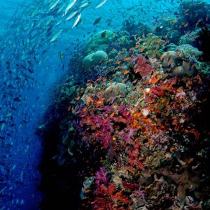 © Ra Divers Fiji