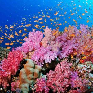 Fiji - Soft Corals-2