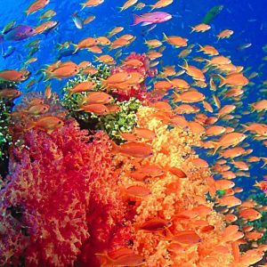 Fiji - Soft Corals