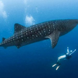 Philippines - Master Liveaboards - Visayas - Oslob - whale_shark
