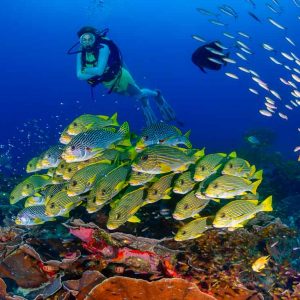 © Papua Explorer Dive Resort