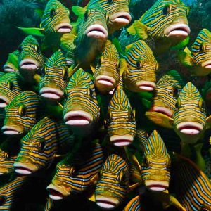 © Papua Explorer Dive Resort