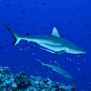 Master Liveaboards - Palau Siren - Sharks at Blue Corner
