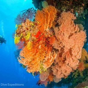 Coral Sea - Mike Ball Dive Expeditions