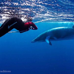 Minke Whales - Mike Ball Dive Expeditions