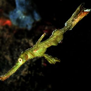 Philippines - Master Liveaboards - © Aaron Wong - Ghost Pipefish - dsc_8939