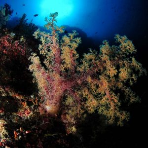 Philippines - Master Liveaboards - © Aaron Wong - Soft Coral - dsc_9320