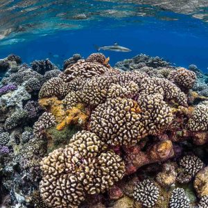 Fakarava Reef Corals - ©Greg-Lecoeur