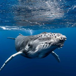 Humpback Whale of French Polynesia - ©-Greg-Lecoeur