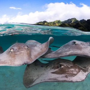 Sting rays in the lagoon of Moorea - ©-Greg-Lecoeur