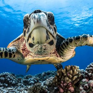 Turtle, French Polynesia, Moorea - ©-Greg-Lecoeur