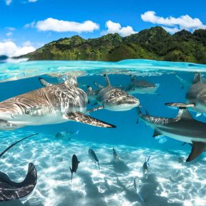 Black tip sharks & ray in the lagoon of Moorea - ©-Greg-Lecoeur