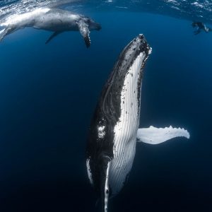 Humpback Whales of French Polynesia - ©-Greg-Lecoeur