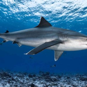 Silvertip shark, French Polynesia, Rangiroa - ©-Greg-Lecoeur