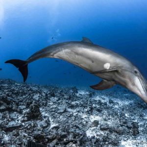 bottlenose dolphins in Tiputa pass - ©-Greg-Lecoeu