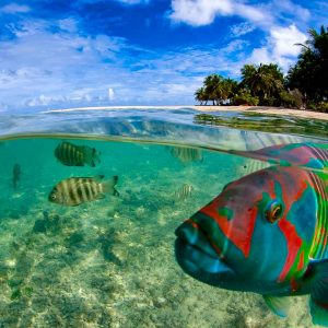 Tahiti - Tikehau - Top Dive - © Frederique Legrand