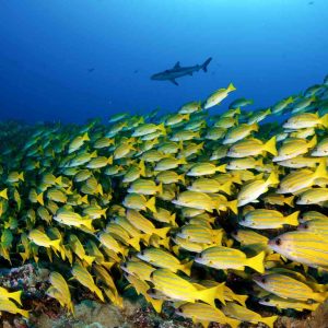 Tahiti - Top Dive - © Frederique Legrand