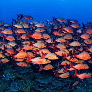 Tahiti - Top Dive - © Frederique Legrand