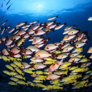 Tahiti - Top Dive - © Frederique Legrand - DSC_9914