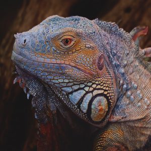 © PIxabay - Galapagos Iguana